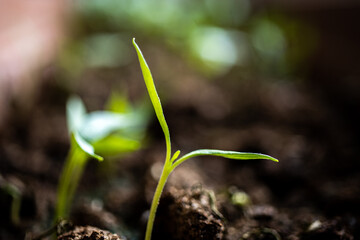 agriculture revived by spring