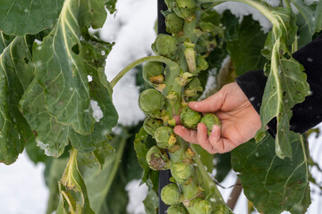 Fresh Brussels sprouts are picked from the plant with your fingers, in the winter