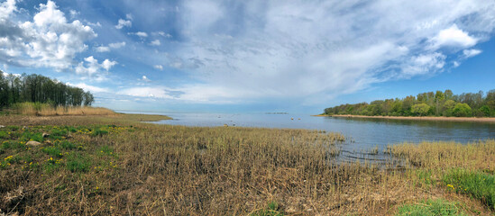 picturesque panorama of spring lake, landscape, yellow flowers on the shore, grove on the horizon, beautiful cloudy sky