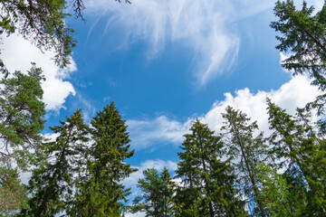 The blue sky with some clouds seen behind lush trees on a summer.