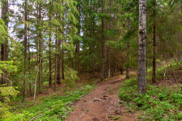 Footpath going through the forest on a summer day.