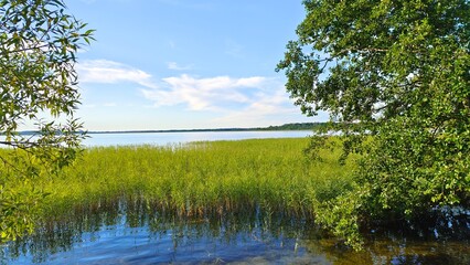 A beautiful cloudy sky in the evening over the lake. The branches of trees and bushes, illuminated by the rays of the setting sun, lean over the water. A reed stands in the water. Sunny and blue sky