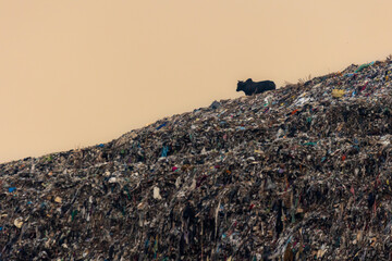 Cow on a mountain of waste in India at sunset
