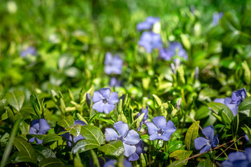 Macro view of a beautiful blue periwinkle flower
