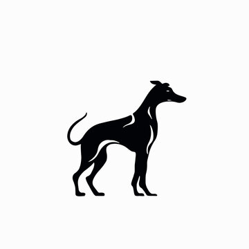 Spanish galgo, Greyhound black and white dog