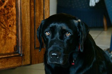 Portrait of a sad labrador retriever looking at the camera with a deep brown look in a french living room with an old armchair behind him. A pair of brown eyes. Concept of guilt.