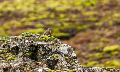 Redwing bird (Turdus iliacus) sitting and singing on a rock in Iceland. Wildlife photo with birds of Iceland.