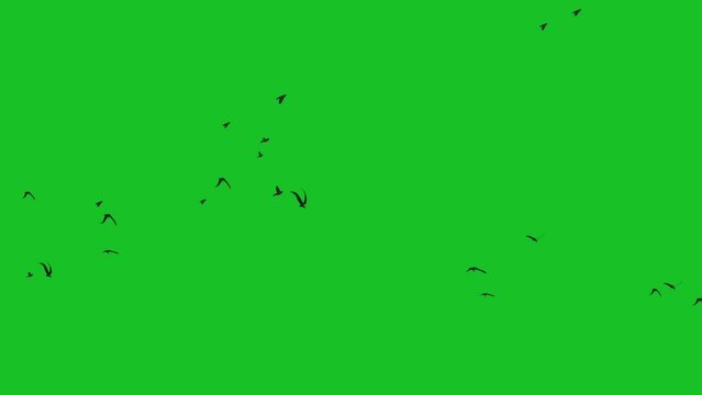 Birds flying on green screen background motion graphic effects.