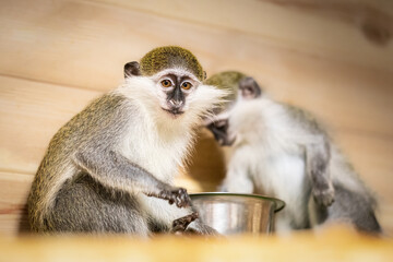 Two funny green monkeys eating fruits together in zoo