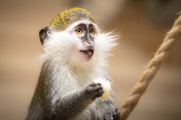 Funny green monkey eating fruits together in zoo - obrazy, fototapety, plakaty