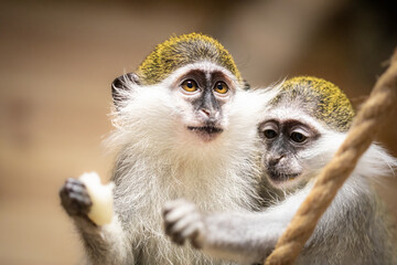 Two funny green monkeys eating fruits together in zoo