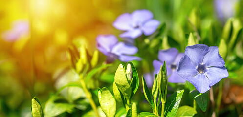 Neatly blooming blue periwinkle flowers, adding a touch of elegance to any meadow or garden landscape