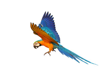 Colorful flying parrot isolated on transparent background png file