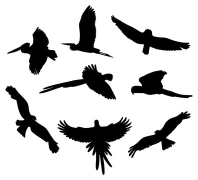 Collection silhouettes flying birds. Beautiful tropical feathered parrots, pelican, macaw, raven, owl. Vector illustration. Isolated elements on white background for design, decor.