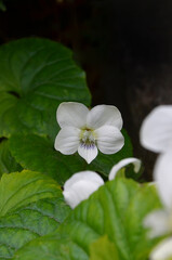 Fototapeta na wymiar Sweet White Violet ' Viola macloskeyi' closeup photo