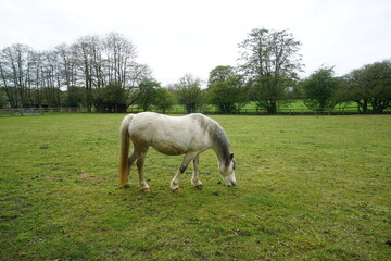 Fototapeta premium Horses on the paddock