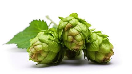 Fototapeta premium Close shot of hops on white background.