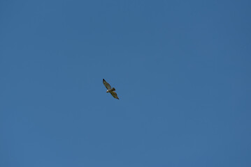 A Red-tailed Hawk Flying In A Clear Blue Sky In Summer