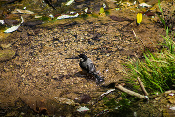 Birds in the forest water 