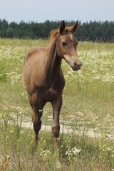 one little brown foal stands in green grass and vegetation outdoors in a summer meadow