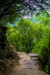 Obraz premium footpath in the forest mountain 