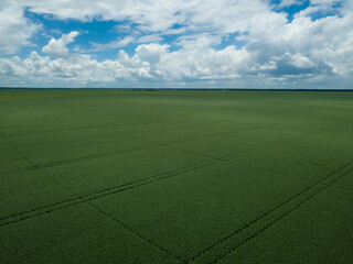 Huge soybeans plantation aerial drone view of soy farm agriculture in Amazon, Mato Grosso, Brazil....