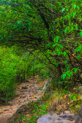 path in the forest hiking trail