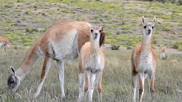 Wild guanaco with two babies chulengo eating in South America in Patagonia in Chile in a natural park Torres del Paine. High quality FullHD footage