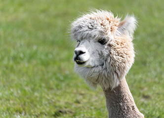 Fototapeta premium Alpaca in the grass