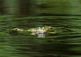 A Water Frog (Rana esculenta) in a pond, Heilbronn, Germany