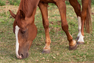 Naklejka na ściany i meble A horse with a shiny coat grazing in a meadow.