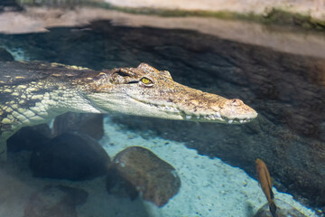 Obraz premium Crocodile swimming in an artificial pool of the aquarium where it is enclosed.
