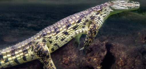 Huge underwater crocodile resting quietly with its head above water and reflected on the surface.