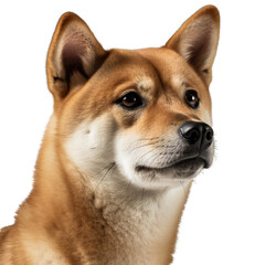 shiba inu isolated on transparent background.