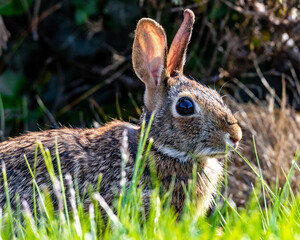 rabbit in the grass