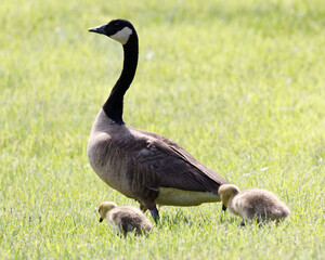 country goose on the grass