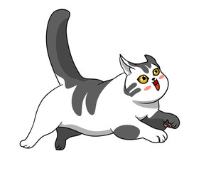 Cute and funny cat isolated on the white background