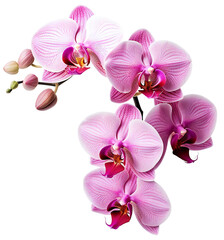 A branch of a pink orchid. Floral decoration. Isolated on a transparent background. KI.