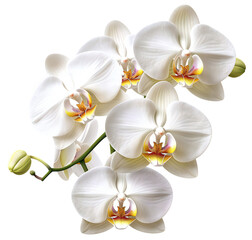 Naklejka na ściany i meble A branch of a white orchid. Floral template. Isolated on a transparent background. KI.