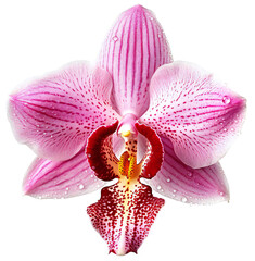Pink orchid flower with water drops close up. Isolated on a transparent background. KI. - obrazy, fototapety, plakaty