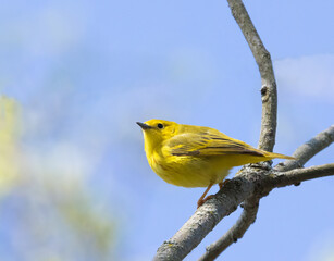 A Yellow Warbler on a branch in spssringtime in Ontario with blue sky background