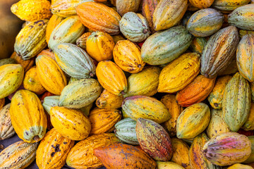 Fresh cocoa pod harvest in farm