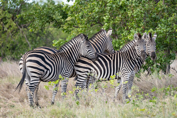 group of zebras in shrubland at Kruger park wild countryside, South Africa