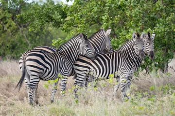 Foto auf Leinwand group of zebras in shrubland at Kruger park wild countryside, South Africa © hal_pand_108