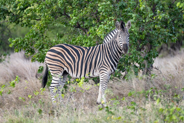  zebra in shrubland at Kruger park wild countryside, South Africa