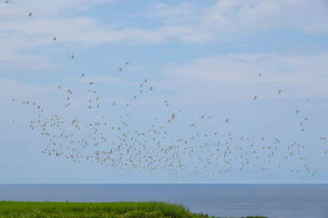 Group of egret fly over the sky