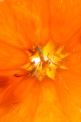 macro orange texture,Slice of citrus fruit with backlit, abstract macro photography sicilian blood...