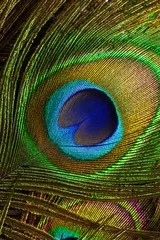 Keuken spatwand met foto macro peacock feathers,Background with peacock feather macro texture, multicolored © banjongseal324