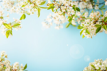 Obraz na płótnie Canvas branches of blossoming cherry
