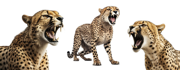 Group of Cheetah isolated on white background, Roaring, open mouth, angry and hungry, Generative AI